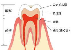 歯の構造